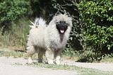 SPITZ LOUP 010